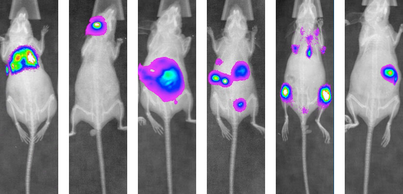 tumor models vivo imaging